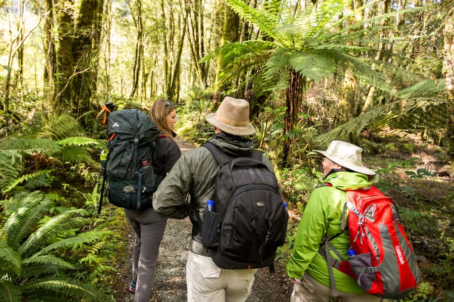 Milford Track: Full Day Guided Hike and Nature Cruise - Milford Sound small-boat cruise: Mitre Peak and wildlife odds