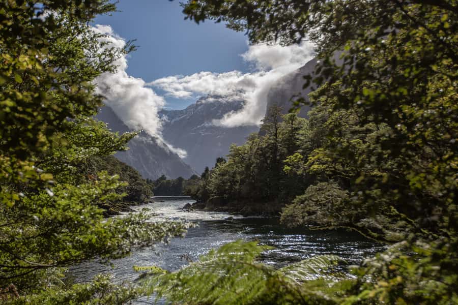 Milford Track: Full Day Guided Hike and Nature Cruise - Price: What $215 Buys (and what it saves you)