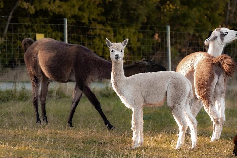 Mödling/Vienna: Scenic Guided Hike with Alpacas and Llamas - Key Things You’ll Notice on This Mödling Alpaca-and-Llama Walk