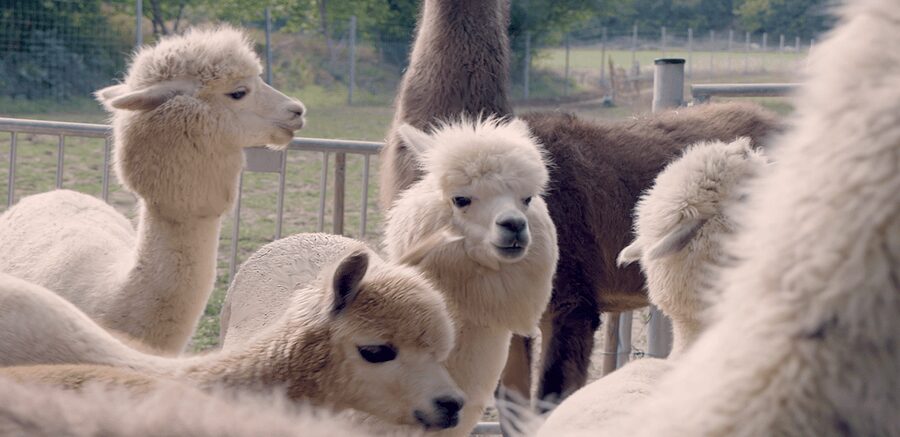 Mödling/Vienna: Scenic Guided Hike with Alpacas and Llamas - Why Mödling Is a Smart Countryside Detour from Vienna