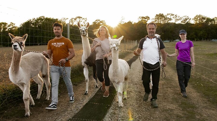 Mödling/Vienna: Scenic Guided Hike with Alpacas and Llamas - The Gentle Route: Forest Paths, Vineyards, and a Real Pace
