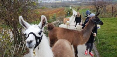 Mödling/Vienna: Scenic Guided Hike with Alpacas and Llamas - Choosing Your Alpaca or Llama at the Farm