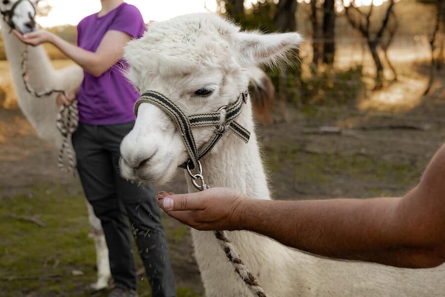 Mödling/Vienna: Scenic Guided Hike with Alpacas and Llamas - Who This Alpaca-and-Llama Hike Suits Best (And Who Might Skip It)