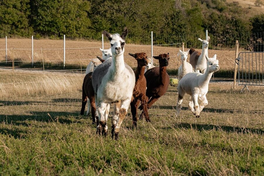 Mödling/Vienna: Scenic Guided Hike with Alpacas and Llamas - FAQ