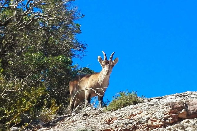 Montserrat Land of Shrines - One Day Small Group Hiking Tour from Barcelona - Lunch, water, and what to pack so you finish strong