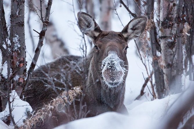 Morning hike in Abisko National Park - Abisko National Park in winter: short hike, big payoff