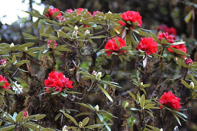 Mount Doi Inthanon National Park Sunrise and Hiking - Mae Khlang Luang village stop: why 20 minutes can still be meaningful