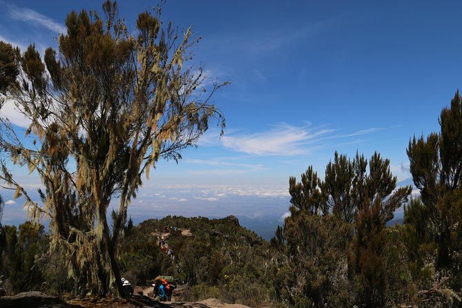 Mount Kilimanjaro Day Hike - The descent to Marangu Gate and your return to Arusha