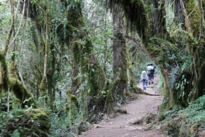 Mount Kilimanjaro Day Hike - Marangu Route up to Mandara Hut: the real workout