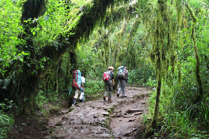Mount Kilimanjaro Day Hike Through Marangu Route to Mandara Hut - What to pack (and why it matters on this specific trail)