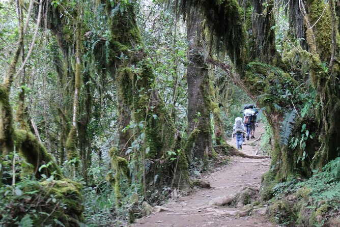 Mount Kilimanjaro Day Hike - Marangu Route up to Mandara Hut: the real workout