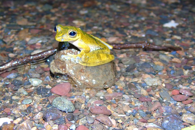 Nativos Corcovado Night Hike in DrakeBay - A Small-Group Night Safari That Feels Real