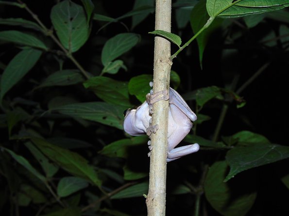 Nativos Corcovado Night Hike in DrakeBay - The Wildlife Research Station Feeling: Former Plantation to Field Work