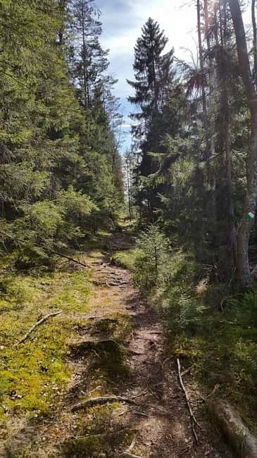 Nature Hike from Stockholm - Pine Forest Start: Lakeside Steps, Coffee and Cake, and First Real Breath