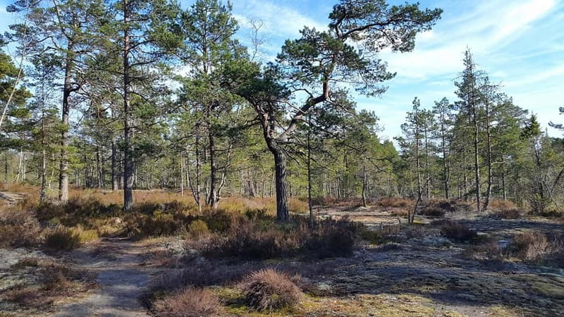 Nature Hike from Stockholm - The Guides and Small-Group Feel: Why Max 8 Matters
