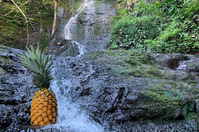 Nature Hike to Waterfall - Likeke Falls: The Rainforest Canopy Hike That Ends at Something Real