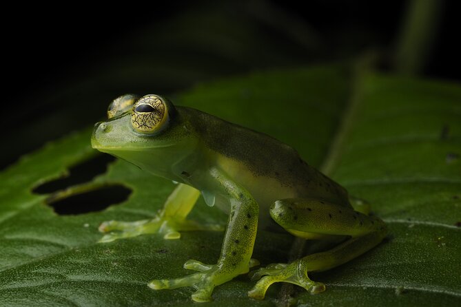 Nature Tour in the Monteverde Cloud Forest - Key highlights you’ll care about