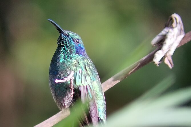 Nature Tour in the Monteverde Cloud Forest - What the guide actually does (beyond facts)