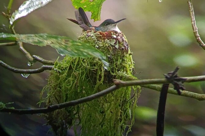 Nature Tour in the Monteverde Cloud Forest - Timing, pace, and who this suits best