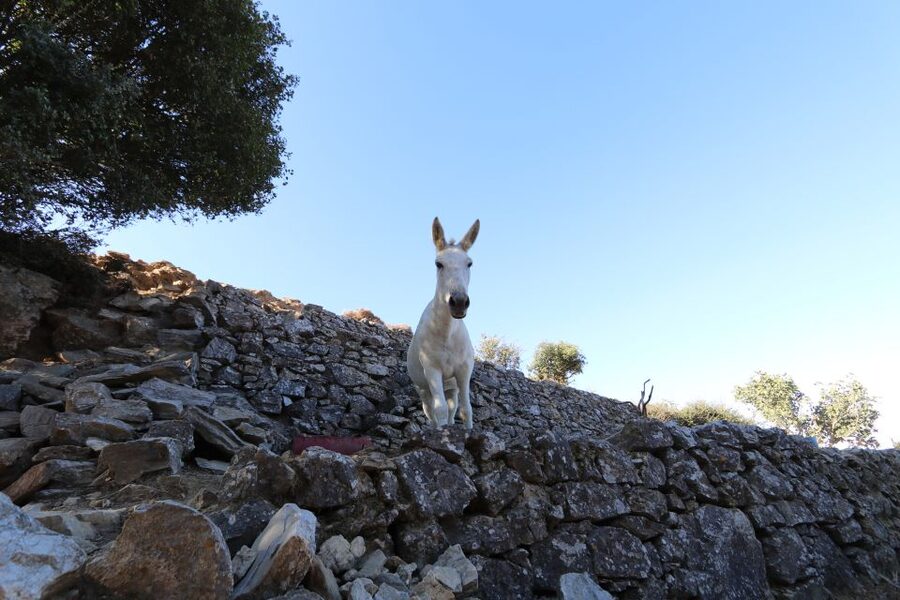 Naxos: Hike to the Top of Mount Zas with a Guide - Summit time: 360-degree views and why the top feels bigger than it looks