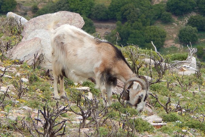 Naxos: Hike to the Top of the Cyclades - Mount Zas - The guides: stories, pacing, and why it feels better with a pro