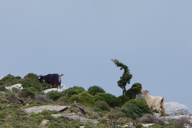 Naxos: Hike to the Top of the Cyclades - Mount Zas - The picnic finish: traditional Greek food with a view (and sometimes more)