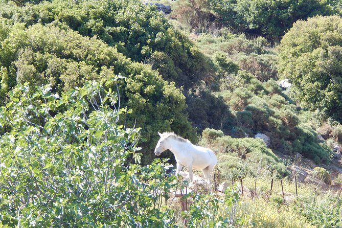 Naxos: Hike to the Top of the Cyclades - Mount Zas - The 9:00 start: how long you’ll be out and where to meet