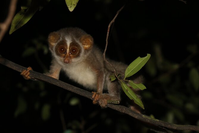 Night Hike to see Elusive & Rare Loris in Sigiriya - Key highlights at a glance