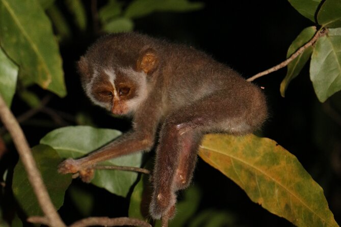 Night Hike to see Elusive & Rare Loris in Sigiriya - Loris Night Hike in Sigiriya: The Real Appeal