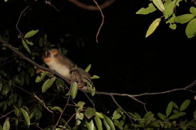 Night Hike to see Elusive & Rare Loris in Sigiriya - The short itinerary: from Rocko’s Vegetarian Cafe into the trees