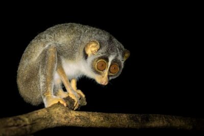 Night Hike to see Elusive & Rare Loris in Sigiriya - Why Pidurangala after dark feels different from doing Sigiriya in the daytime