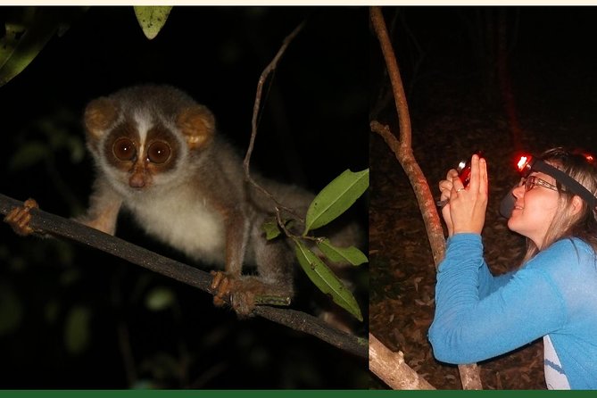 Night Hike to see Elusive & Rare Loris in Sigiriya - How the guide improves your odds of seeing lorises