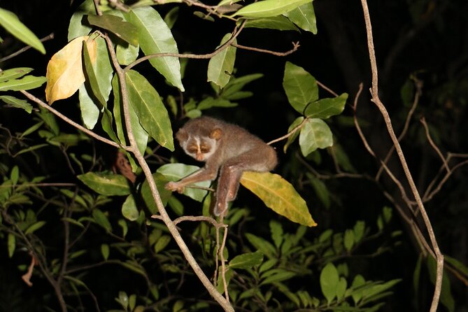 Night Hike to see Elusive & Rare Loris in Sigiriya - What you’ll actually experience during the hunt