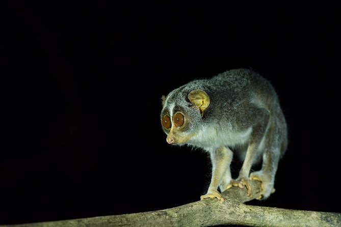 Night Hike to see Elusive & Rare Loris in Sigiriya - Group size and pacing: why max 8 is a big deal here