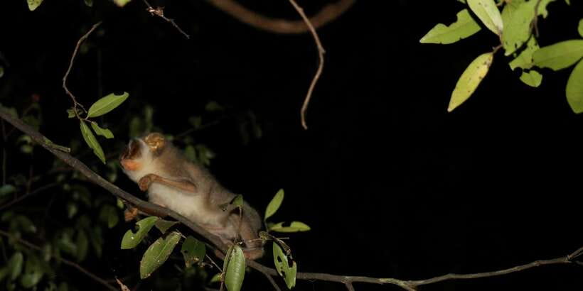 Night Hike to see Elusive & Rare Loris in Sigiriya - Price in context: is $64 per group up to 2 worth it?