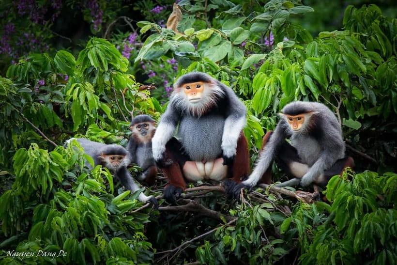 Ninh Binh: Cuc Phuong Jungle Hike & Wildlife Day Trip - Cuc Phuong in One Day: what this trip really feels like
