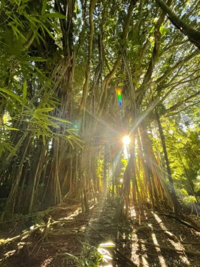 Oahu: Hidden Hawaii Waterfall Hike and Beach Tour - Lulumahu Falls: The Jungle Hike and the Real-Deal Waterfall Moment