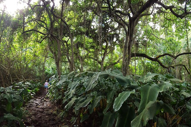Oahu Hidden Waterfall Hike: A Tropical Paradise Adventure - Guides Who Turn a Waterfall Hike Into a Lesson (and a Good Story)