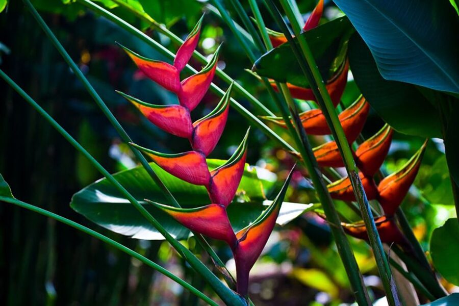 Oahu: Manoa Falls Waterfall Hike with Lunch and Transfers - Tour pace, group feel, and who will like it most