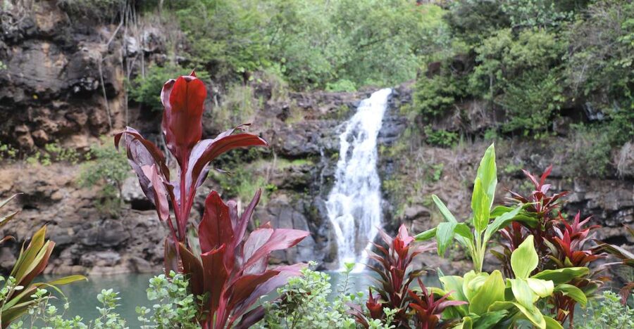 Oahu: Valley of Waimea Falls Swim & Hike with Lunch & Dole - Key highlights worth planning around