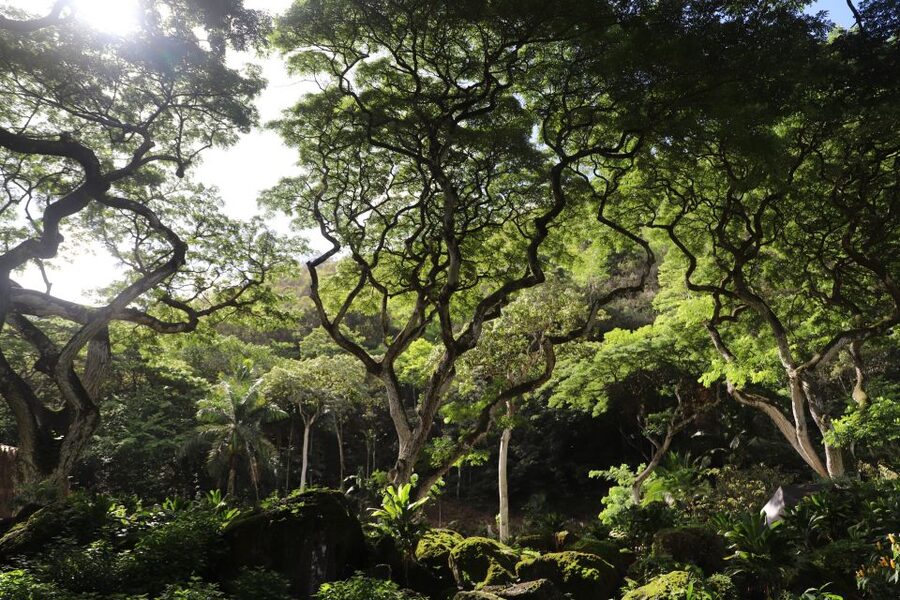 Oahu: Valley of Waimea Falls Swim & Hike with Lunch & Dole - When this tour is the right fit (and when it’s not)