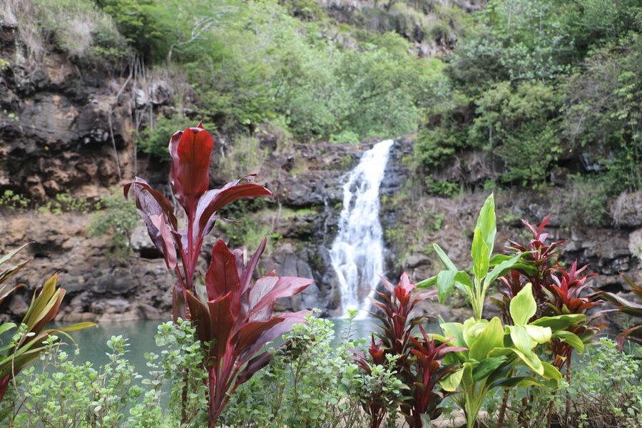 Oahu: Valley of Waimea Falls Swim & Hike with Lunch & Dole - Getting out of Waikiki: a guided day that actually feels manageable