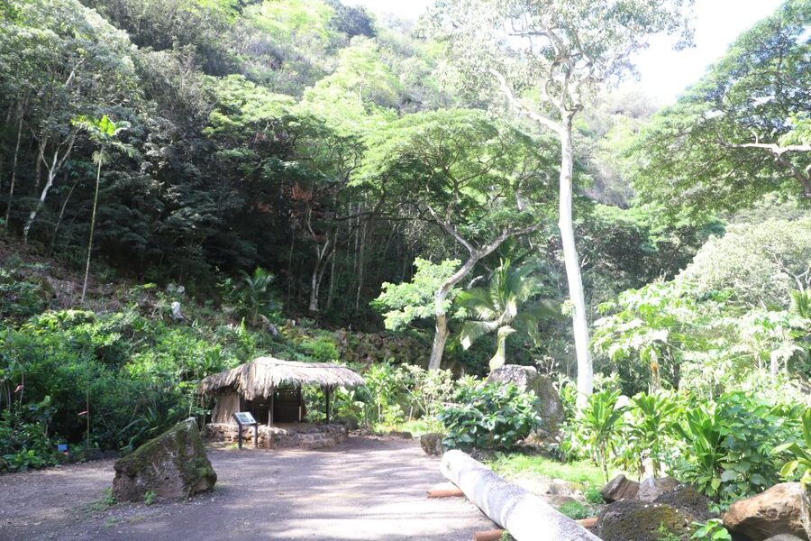 Oahu: Valley of Waimea Falls Swim & Hike with Lunch & Dole - The waterfall swim at Waimea Falls: refreshing, but come prepared