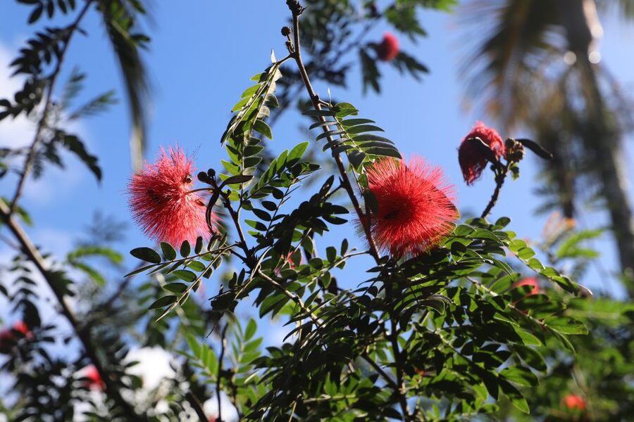 Oahu: Valley of Waimea Falls Swim & Hike with Lunch & Dole - Lunch in Waimea Valley: picnic style, good choices, check dietary needs