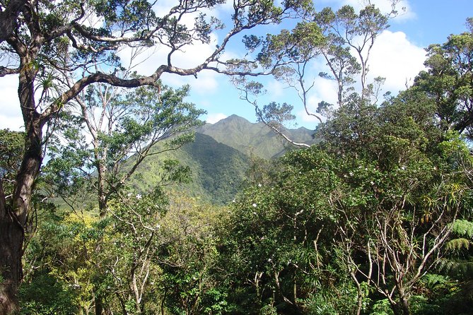 Oahu Volcanic Rainforest Hiking Adventure - Oahu’s Ko’olau rainforest: what you’re really buying