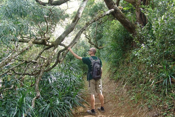 Oahu Volcanic Rainforest Hiking Adventure - The hike itself: a muddy 2.5-mile one-way trek through 75 acres