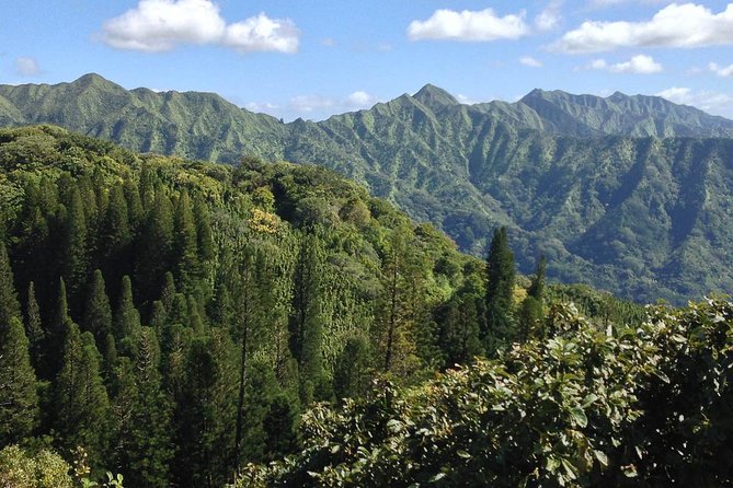 Oahu Volcanic Rainforest Hiking Adventure - Fitness level: who will enjoy it, and who might feel wrecked