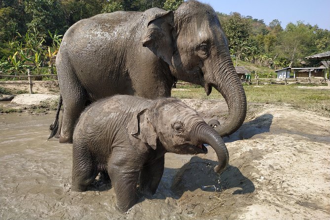One Day Hiking and Elephant experience by Chiang Mai Elephant Home - The 8:30am start and 4x4 pickup ride (why it matters)