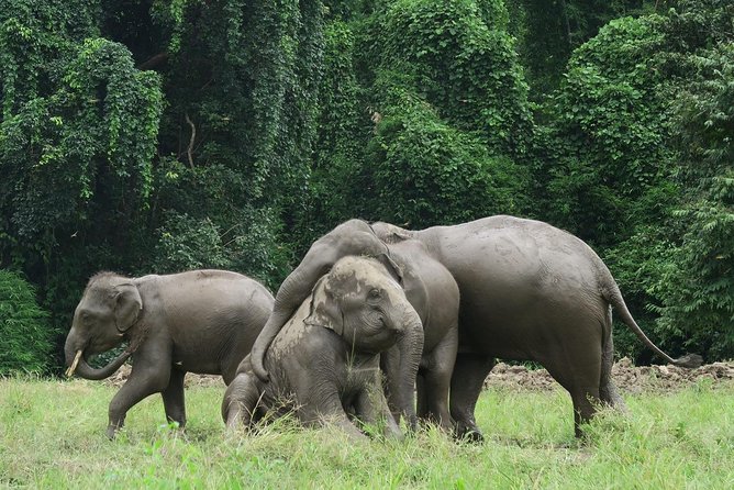 One Day Hiking and Elephant experience by Chiang Mai Elephant Home - The jungle hike and waterfall time (2 hours of effort)
