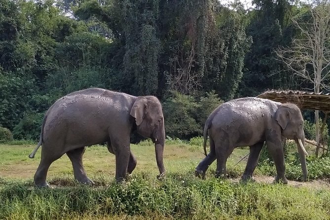 One Day Hiking and Elephant experience by Chiang Mai Elephant Home - Chiang Mai Elephant Home: uniform change and elephant interaction